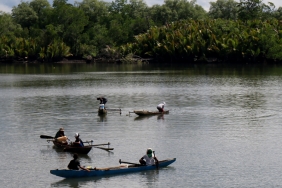 HUTAN MANGROVE SORONG SELATAN