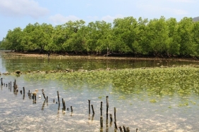 MANGROVE PENJAGA HABITAT