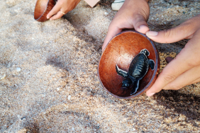 Pelepasan Tukik di Pantai Camar Wulan