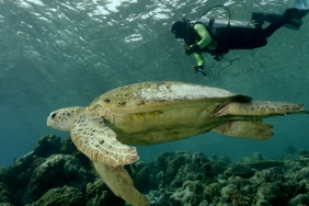 TURTLE ACCIDENTALLY CAUGHT