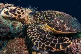 TURTLES