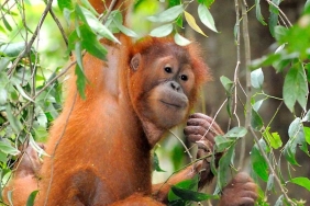 ORANGUTAN