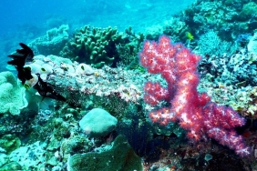 Coral Reefs