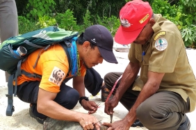SEA TURTLE RELEASE IN KEI KECIL