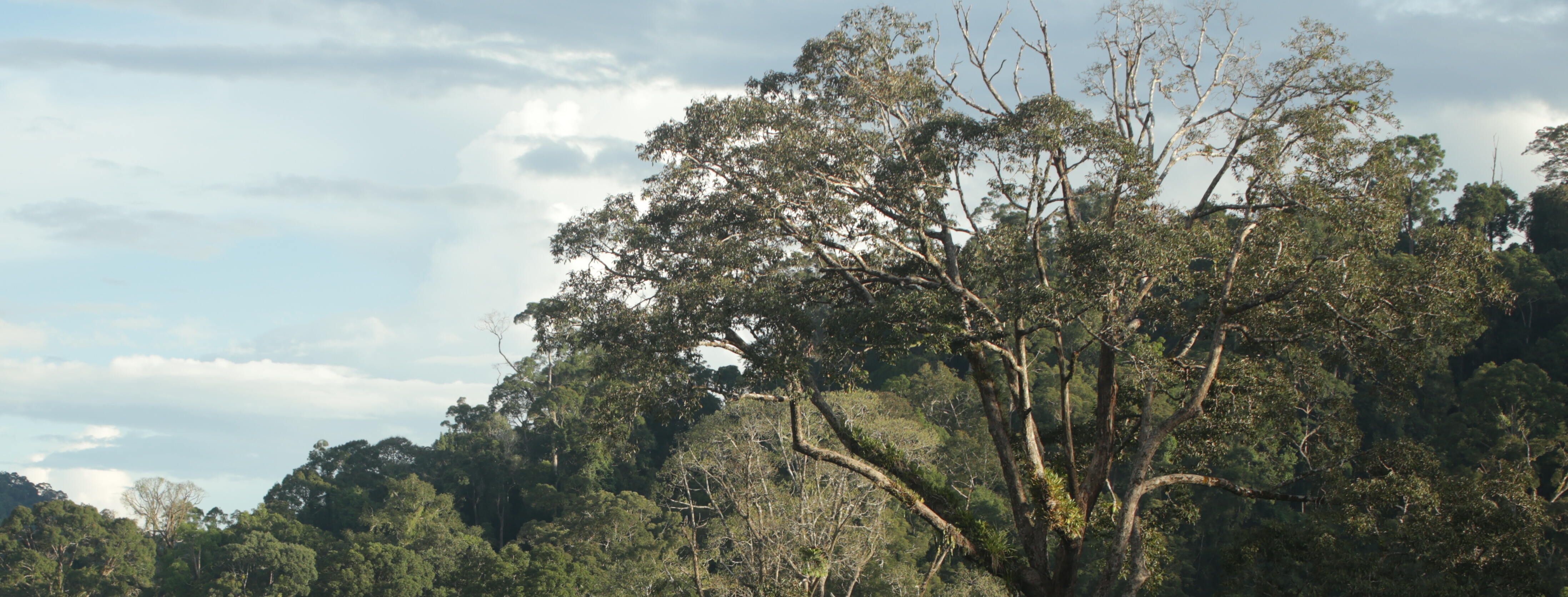 HUTAN ADAT RASAU SEBAJU