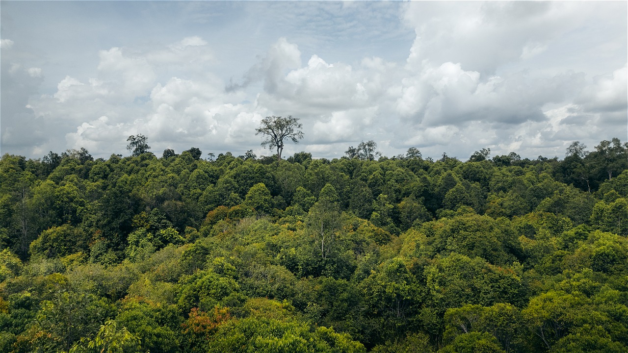 © WWF-Indonesia / Julian Hahne