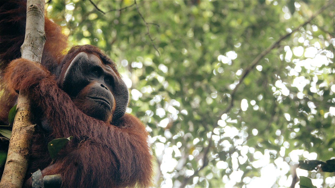 © WWF-Indonesia / Julian Hahne