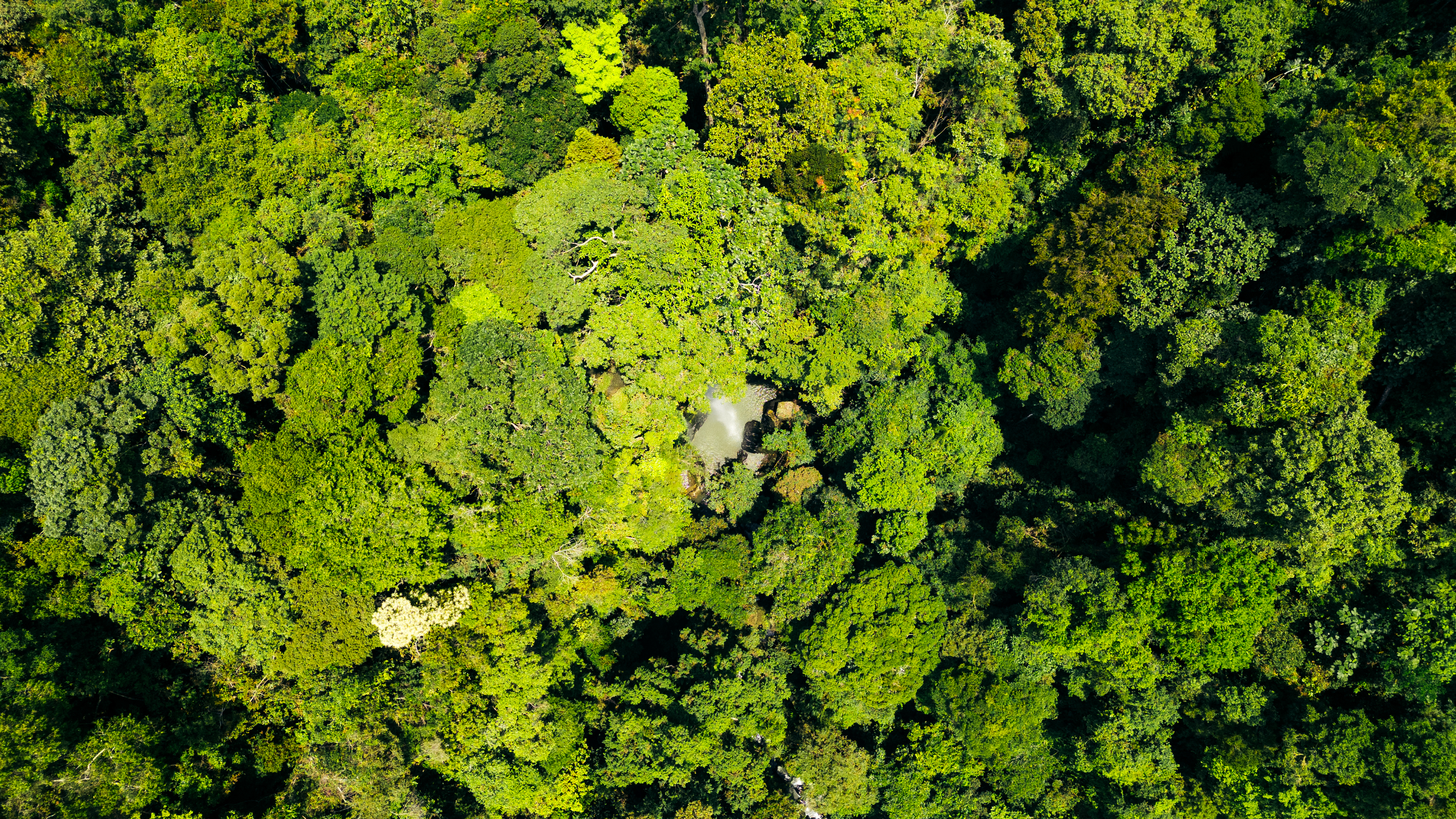 © WWF-Indonesia / Julian Hahne