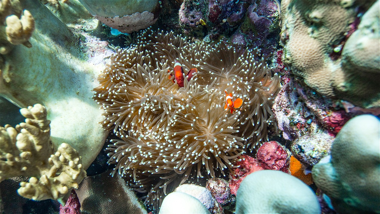 FINDING SOLUTIONS FOR SUSTAINABLE REEF FISHERIES IN INDONESIA