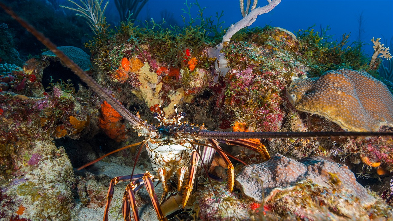 TOGETHER TOWARDS SUSTAINABLE CRUSTACEAN FISHERIES MANAGEMENT