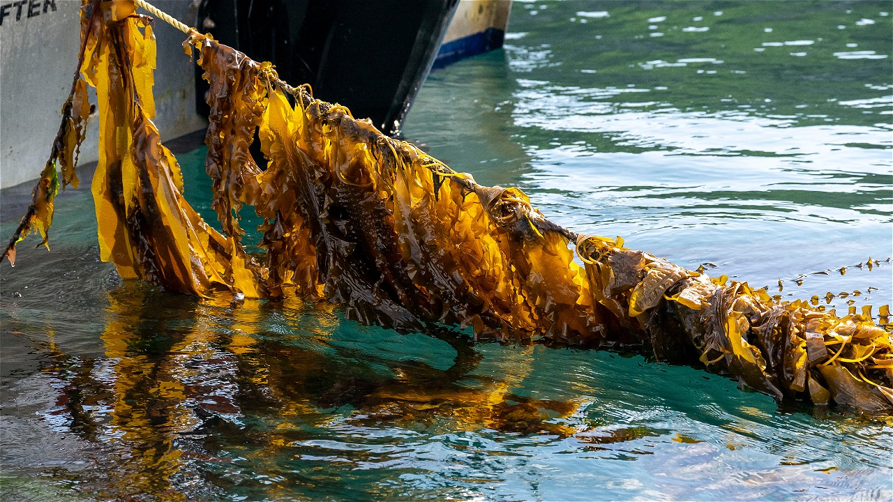 SEKOLAH RUMPUT LAUT I, BANTU PEMBUDIDAYA PAHAMI BISNIS RUMPUT LAUT ...