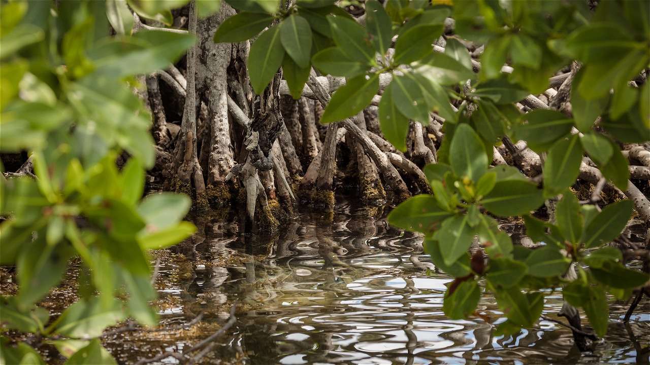 WETLANDS, AN IMPORTANT ENVIRONMENTAL ASSET