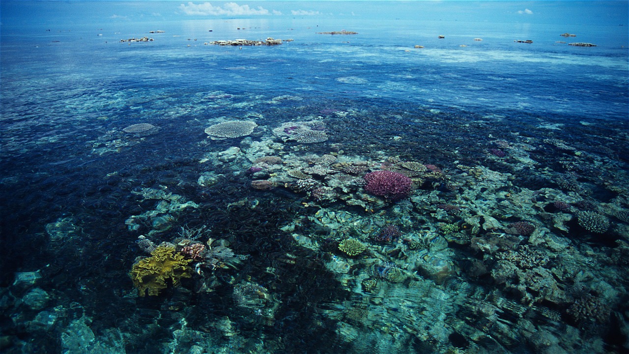 Alain Compost / WWF