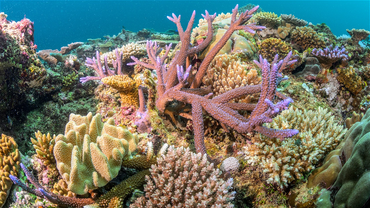 POOR FISHERIES MANAGEMENT ENDANGERS SHARKS IN THE CORAL TRIANGLE
