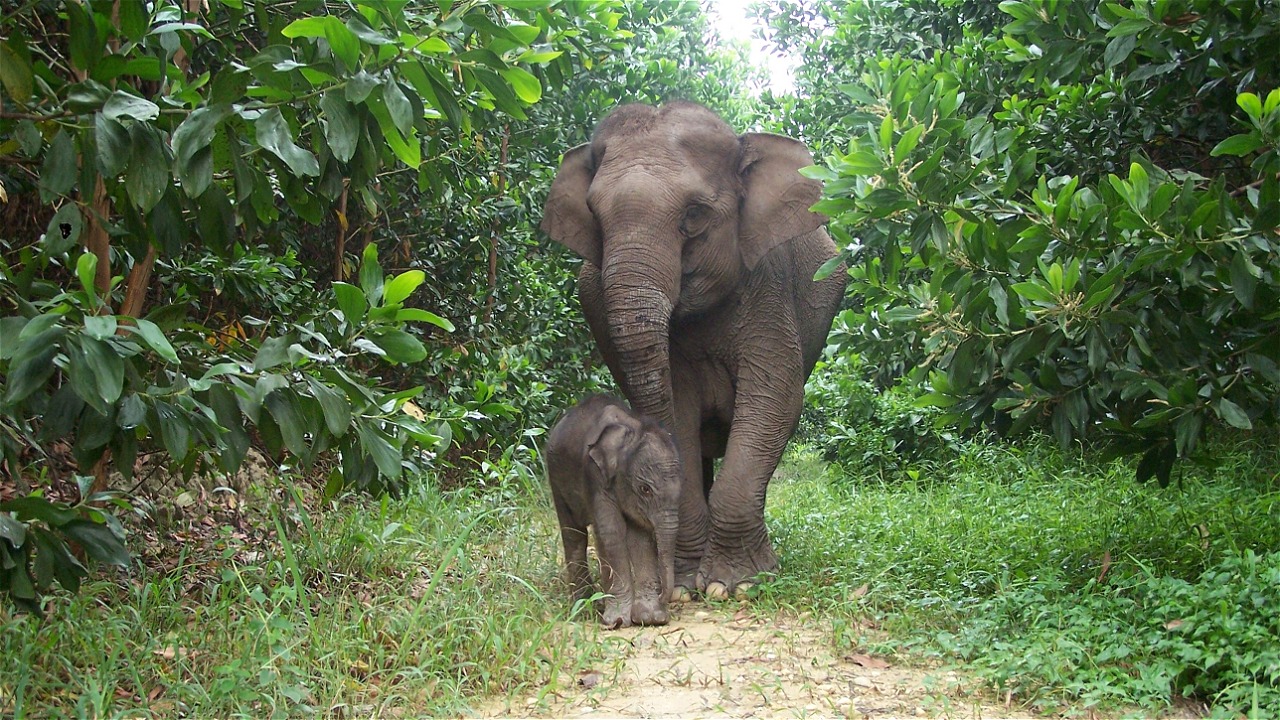 KELAHIRAN HARMONI RIMBO, KABAR GEMBIRA BAGI KONSERVASI GAJAH SUMATERA