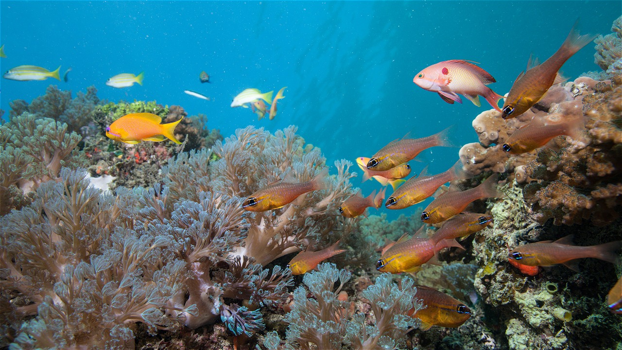 © Philipp Kanstinger / WWF