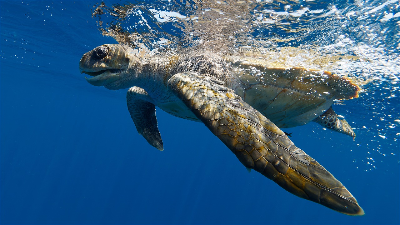 JAMURSBA MEDI BEACH, NESTING AND MATING SITE FOR OLIVE RIDLEY TURTLES