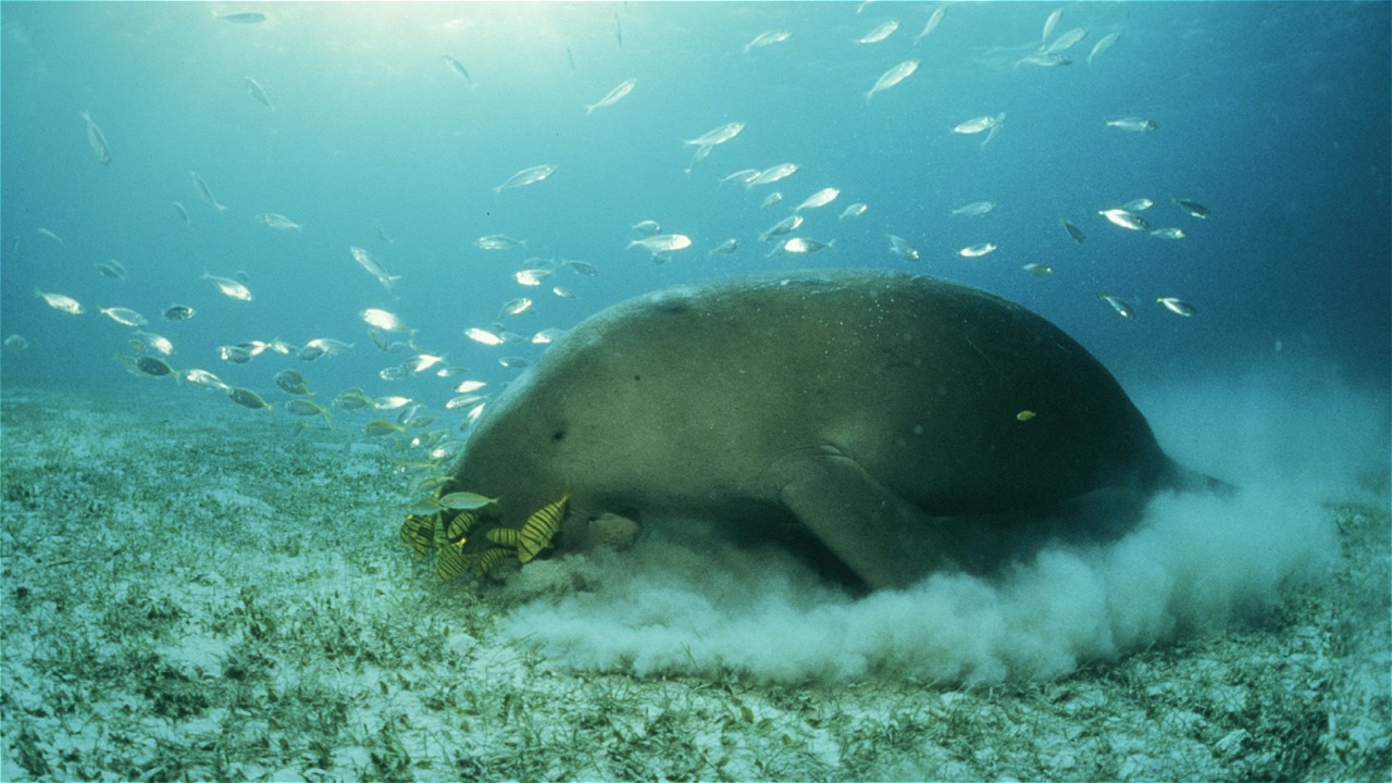 TOGETHER PRESERVE DUGONG AND SEAGRASS HABITAT IN INDONESIA