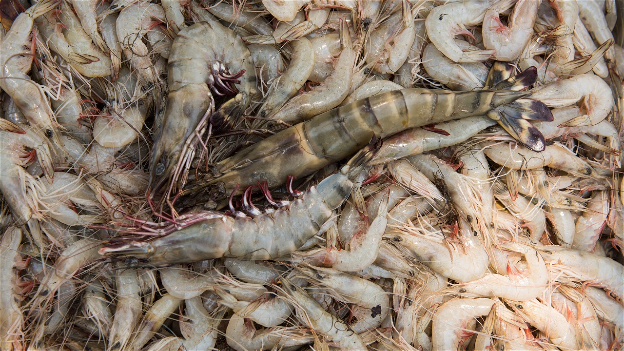 Nick Riley / WWF-Madagascar