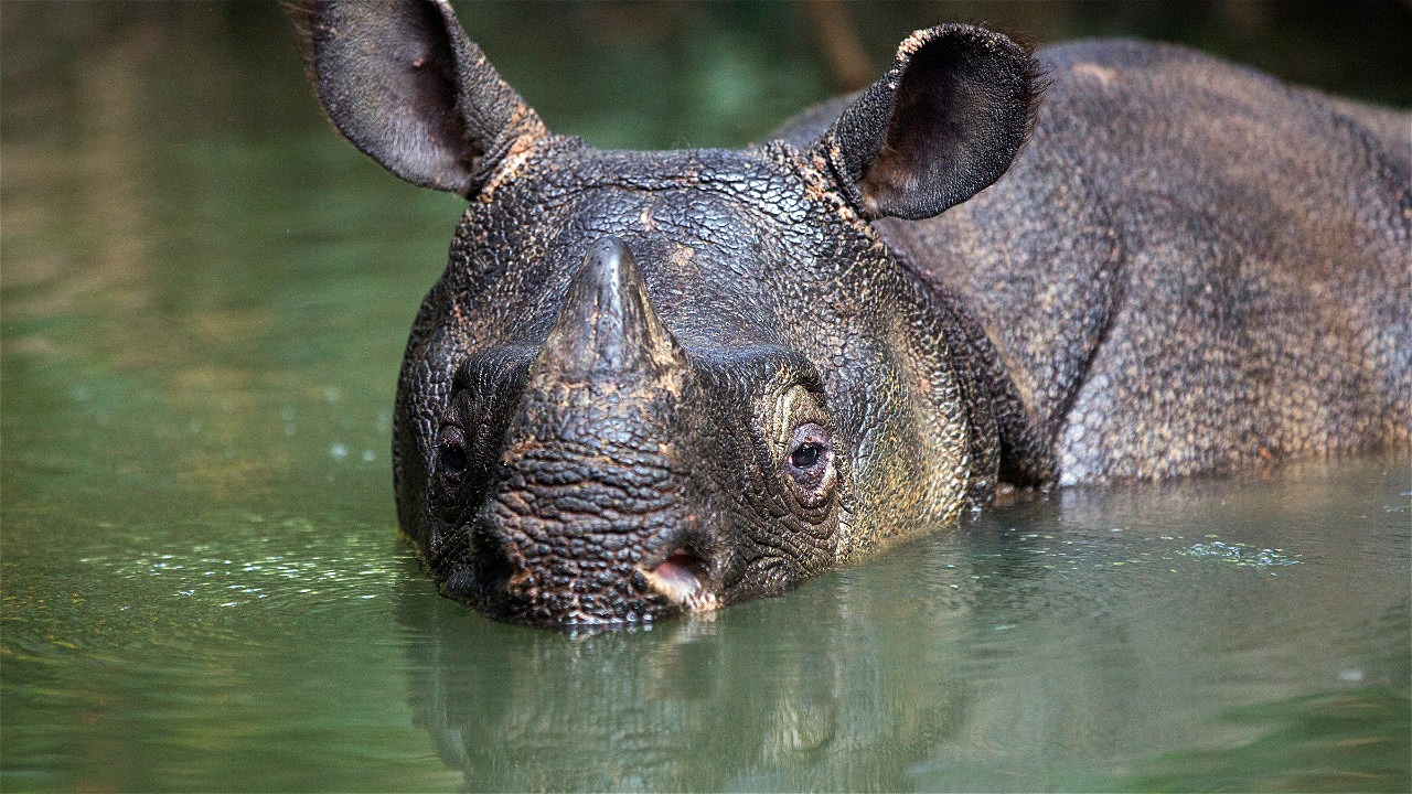 Stephen Belcher Photography / WWF