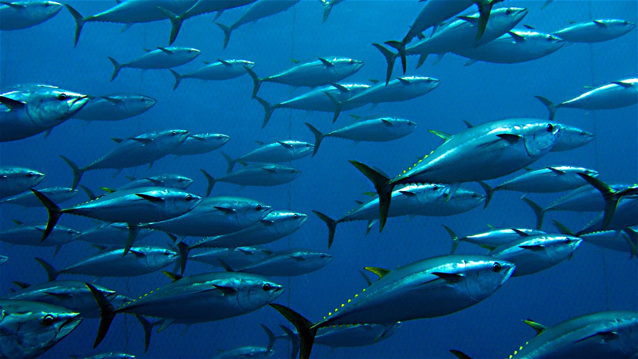 Shutterstock / Guido Montaldo / WWF