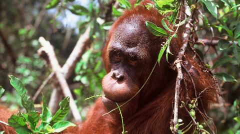 ORANGUTAN KALIMANTAN