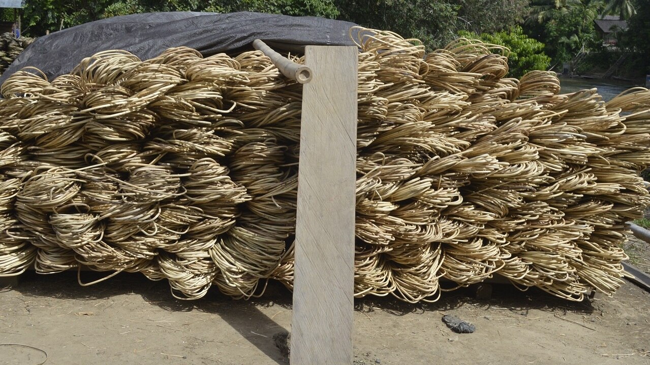 ROTAN PENJAGA HUTAN