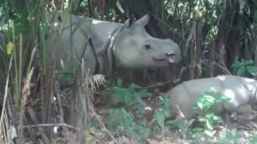 Sumatran Rhino Rescue Alliance, Projects