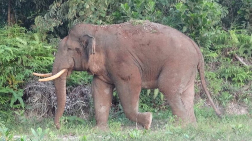 GAJAH