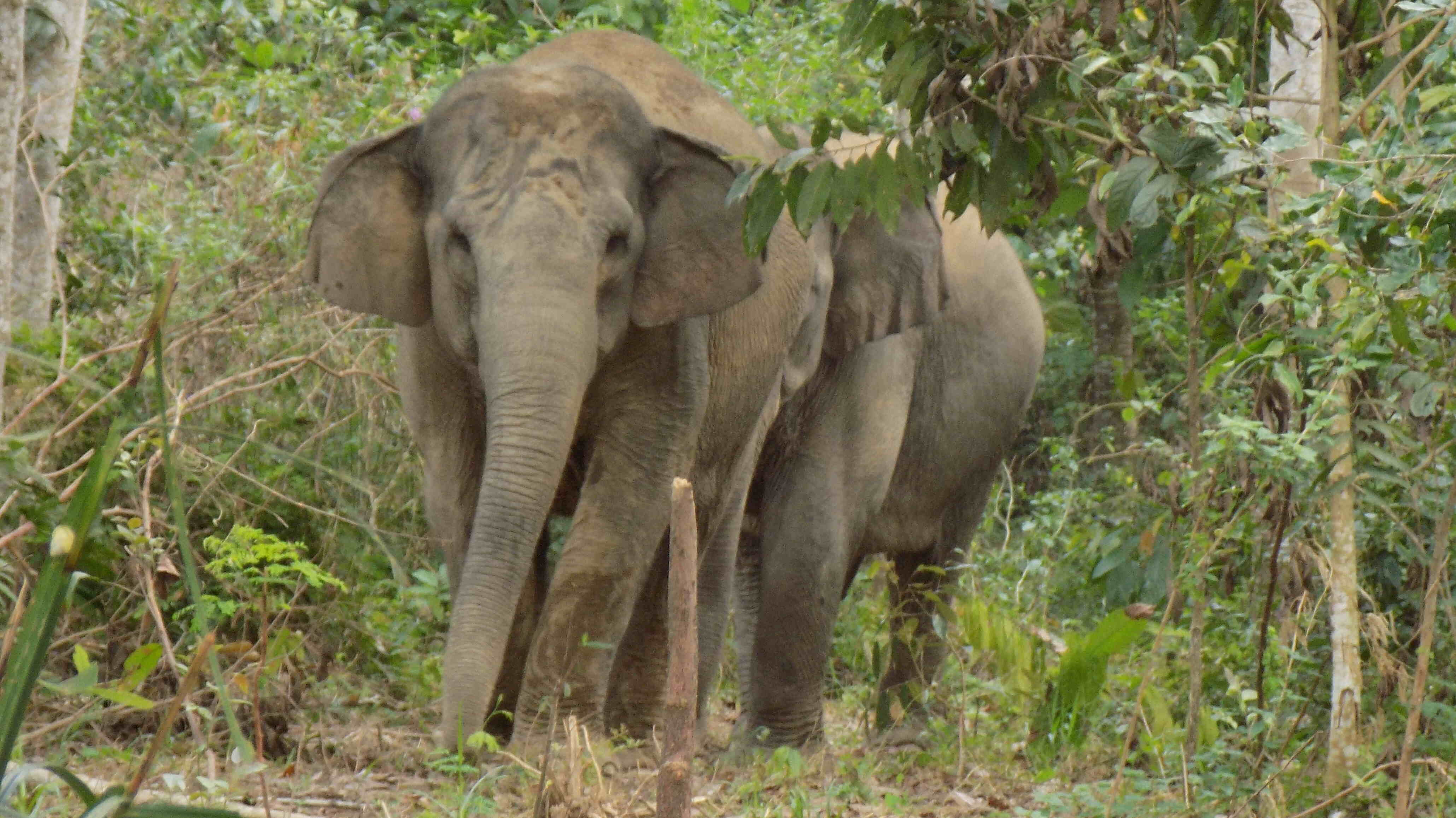 BORNEO ELEPHANT