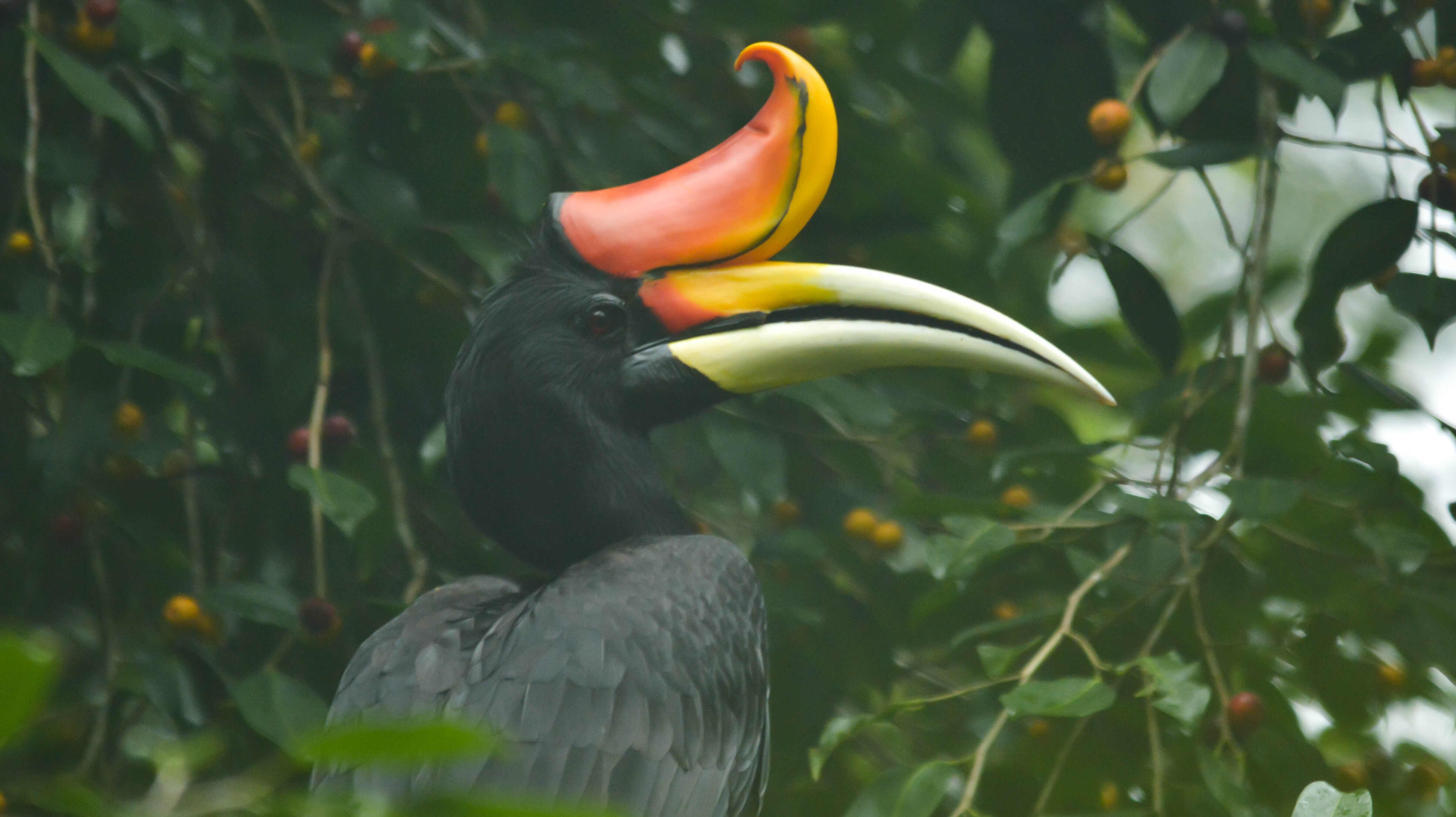 BURUNG RANGKONG