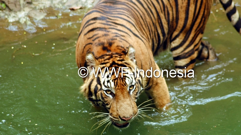 HARIMAU TAKAMBANG