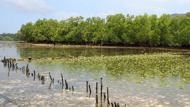 MANGROVE PENJAGA HABITAT