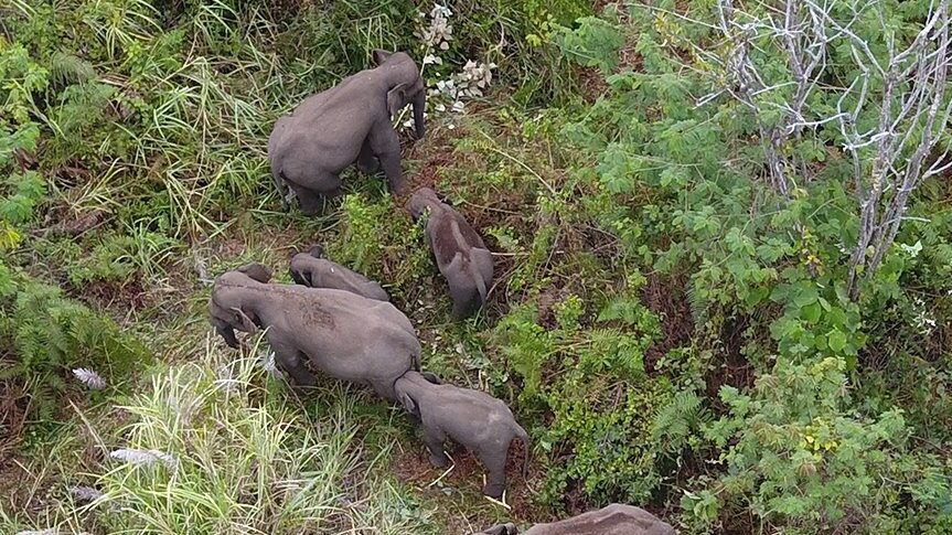 PEUSANGAN ELEPHANT