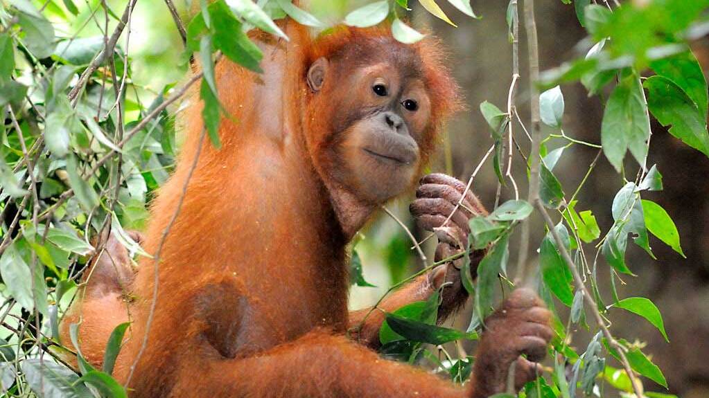 Orangutan Sumatra