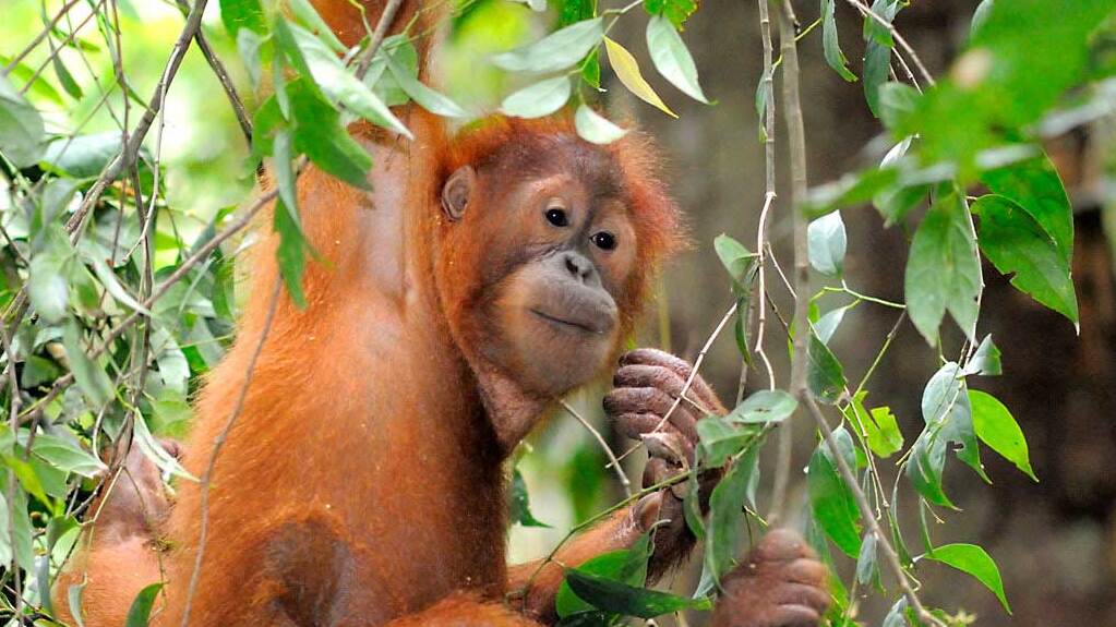 ORANGUTANS