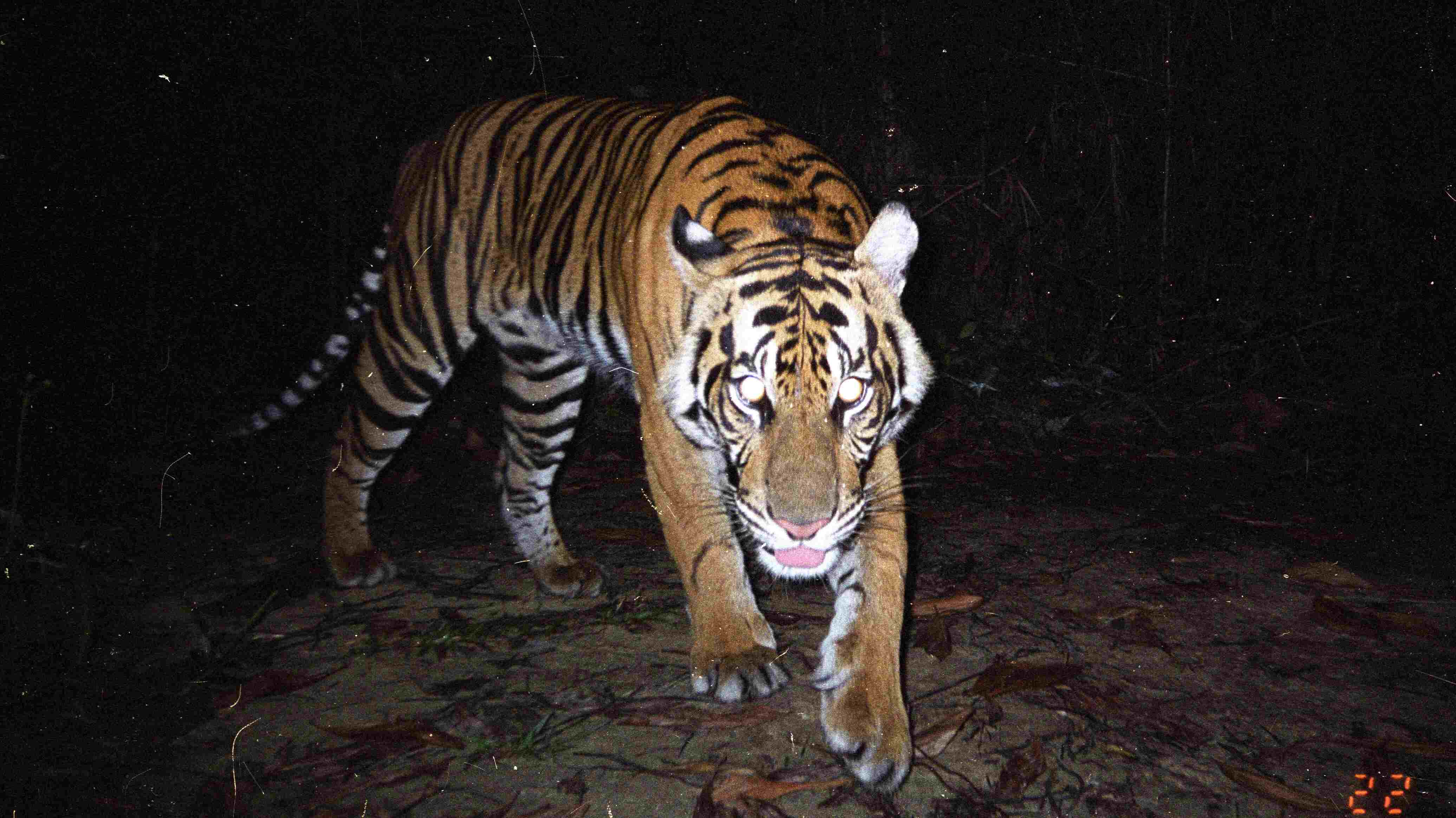 HARIMAU