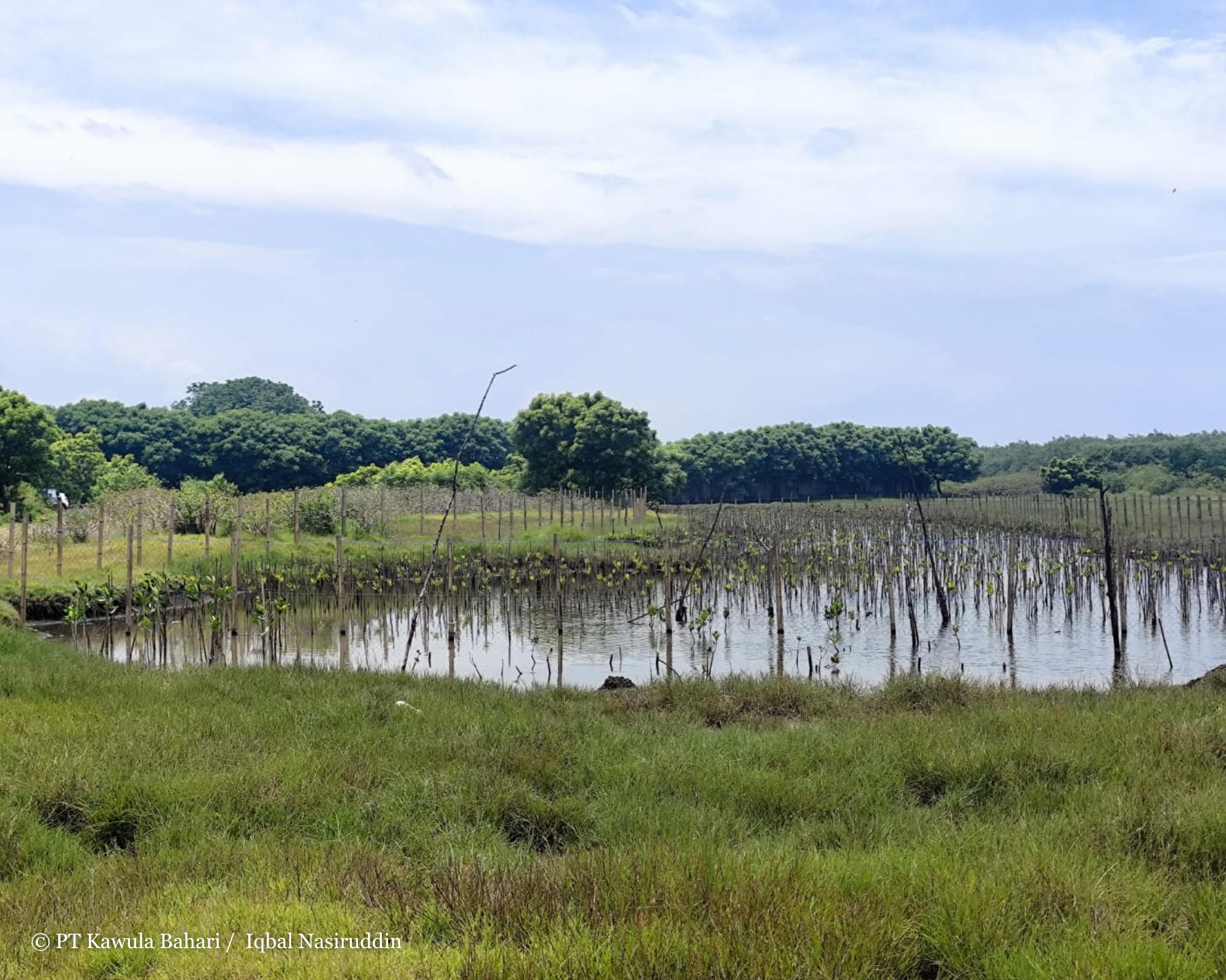 Landscape mangrove yang ditanam sebanyak 3000 bibit oleh PT Winaros Kawula Bahari Tahun 2026