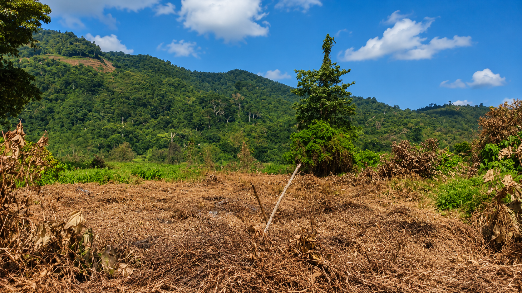 Lahan kebun di Kampung Nanggouw setelah dibersihkan. Pada musim kering, pembakaran lahan memiliki risiko tinggi karena api mudah menjalar ke vegetasi di sekitarnya.