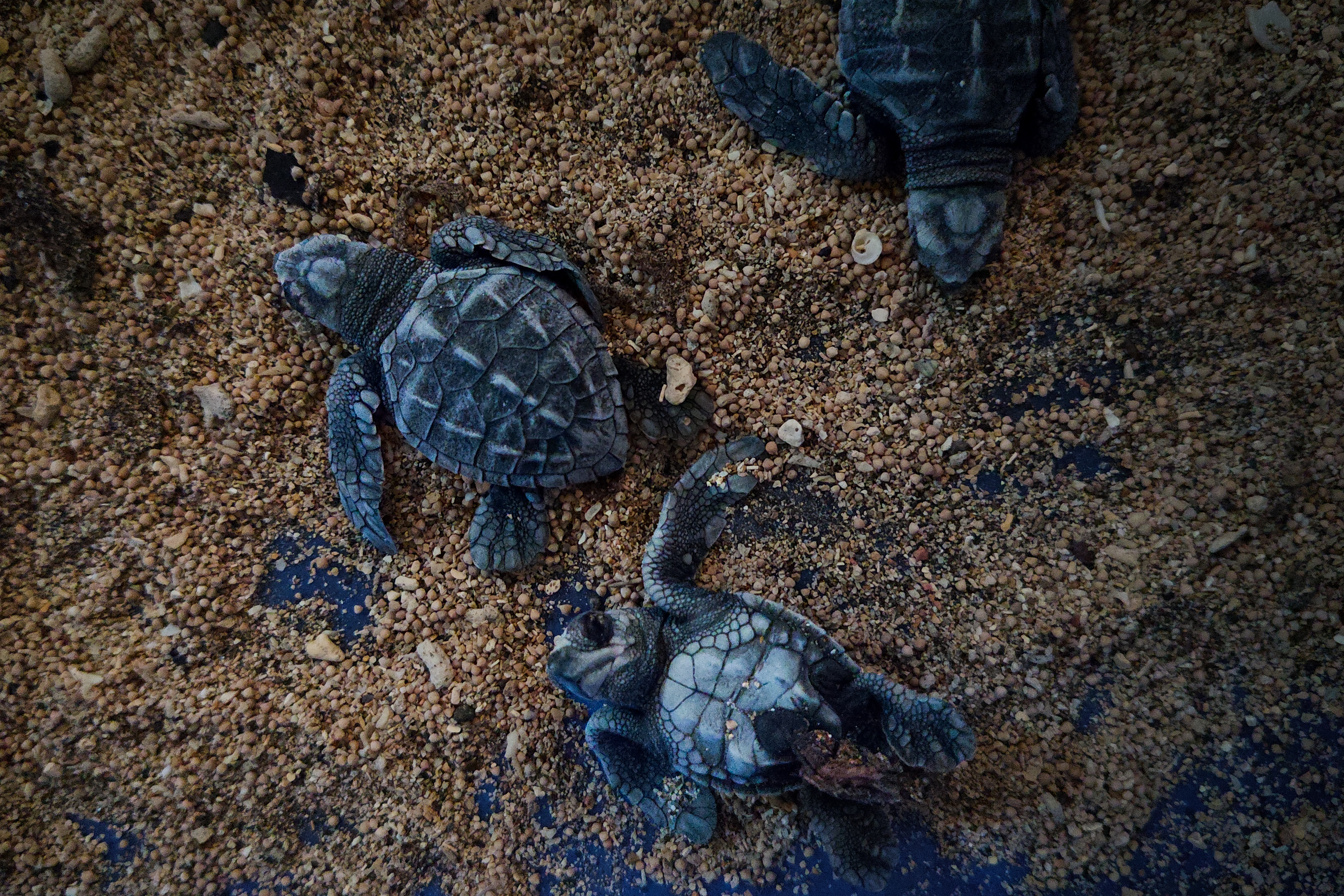 Newly hatched hatchlings are kept in this area for about eight hours. Photo taken at the Turtle Conservation and Education Center (TCEC) – Serangan, Bali, Indonesia © Tuah Sanjaya Ketaren, WWF-Indonesia (2026)