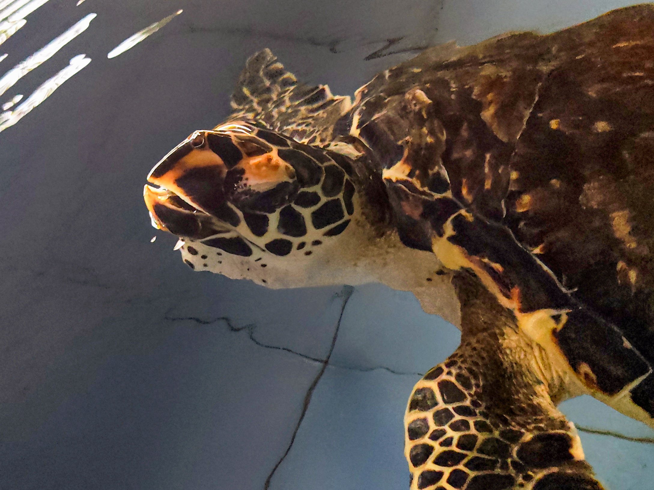 Newly hatched hatchlings are placed in a box for about eight hours. Photo taken at the Turtle Conservation and Education Center (TCEC) – Serangan, Bali, Indonesia © Tuah Sanjaya Ketaren, WWF-Indonesia (2026)