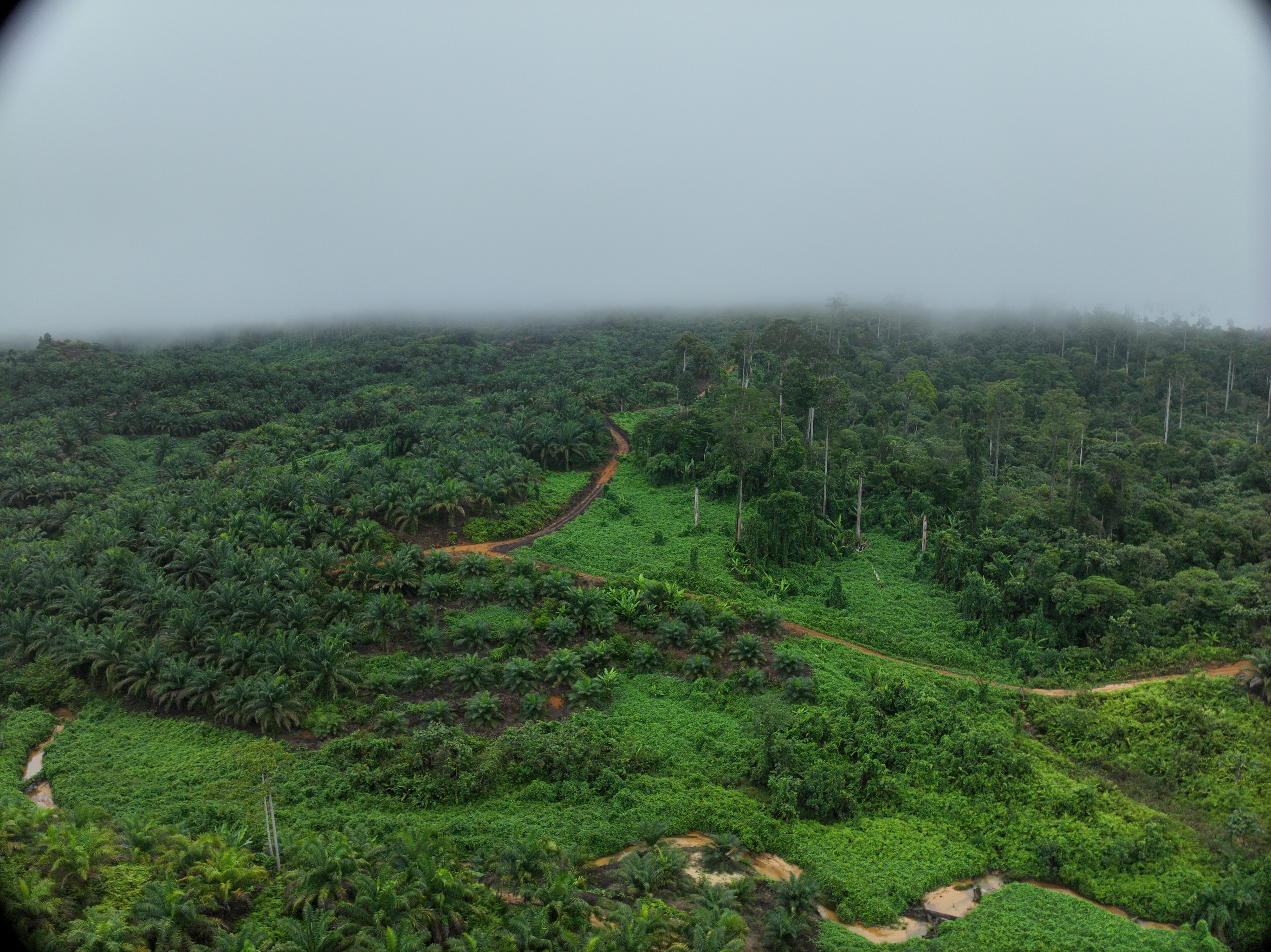 Sustainable Commodities