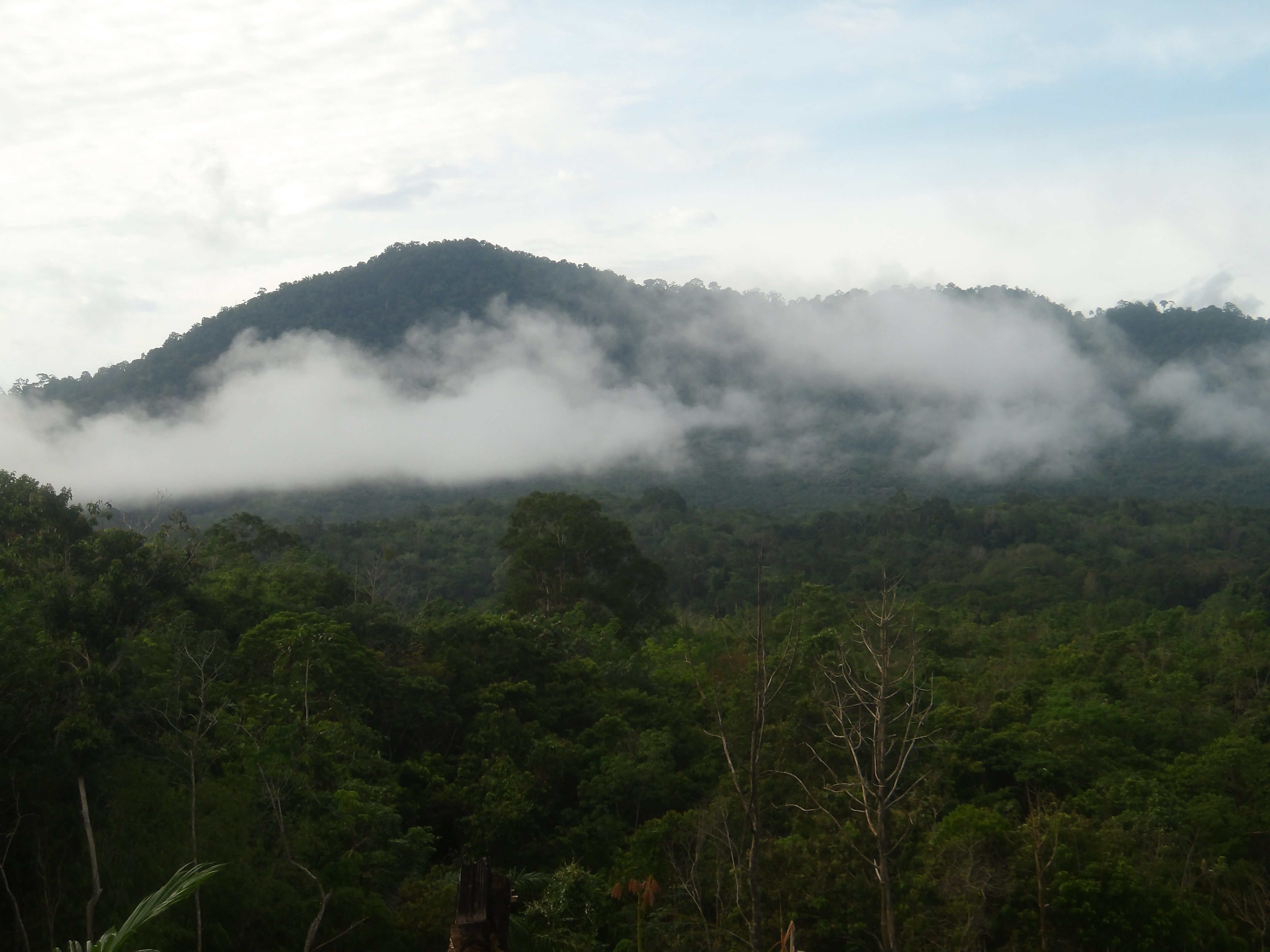 Foto 1. Panorama hutan di sekitar hutan Kayu Bunga, salah satu kawasan yang menjadi bagian Lanskap Arabela. (Foto oleh WWF Indonesia/Panda CLICK!/Roberto)