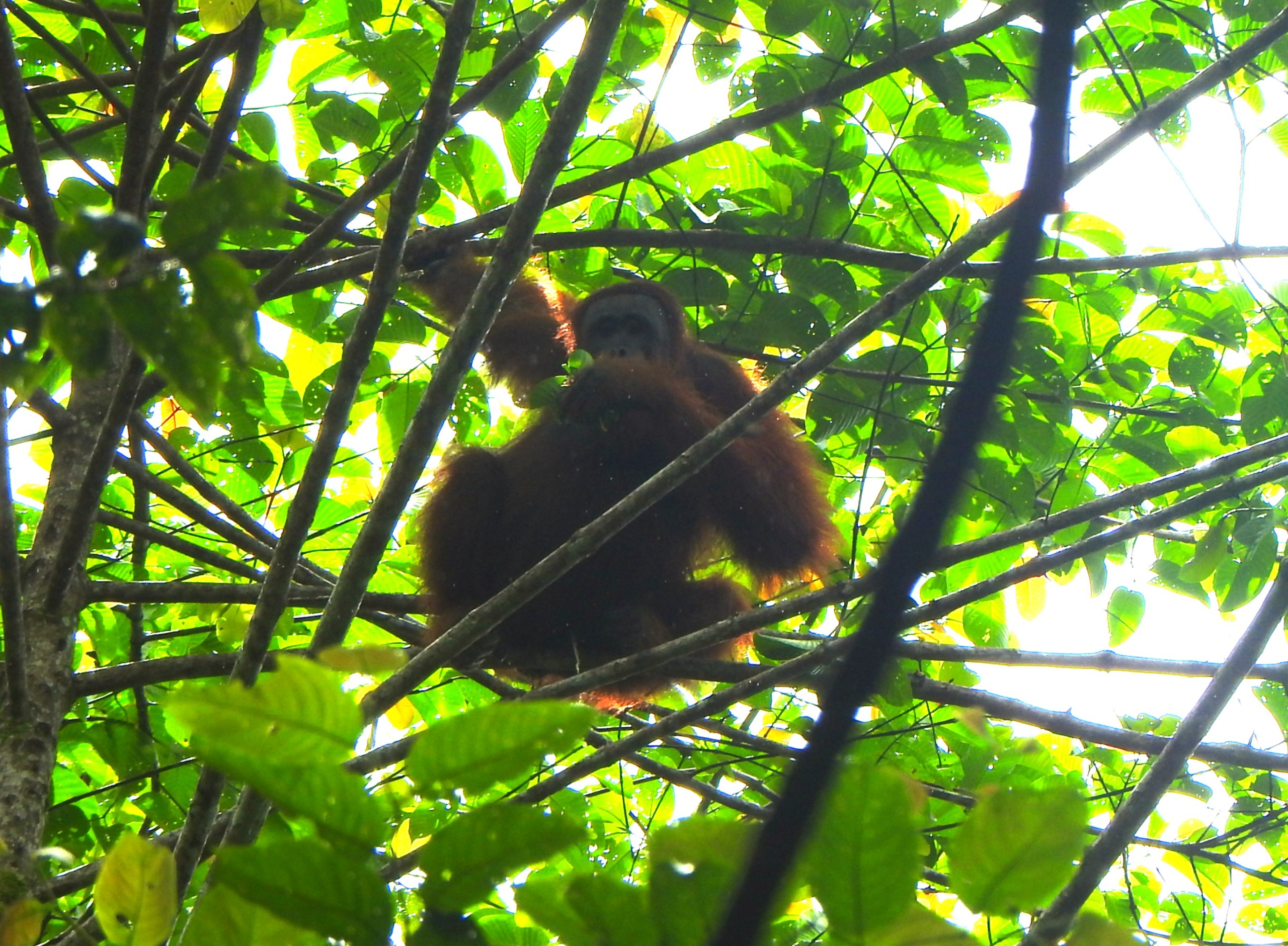 Foto 4. Orangutan (Pongo pygmaeus wurmbii) adalah salah satu jenis mamalia yang menjelajahi hutan di Desa Kayu Bunga. (Foto oleh WWF Indonesia)