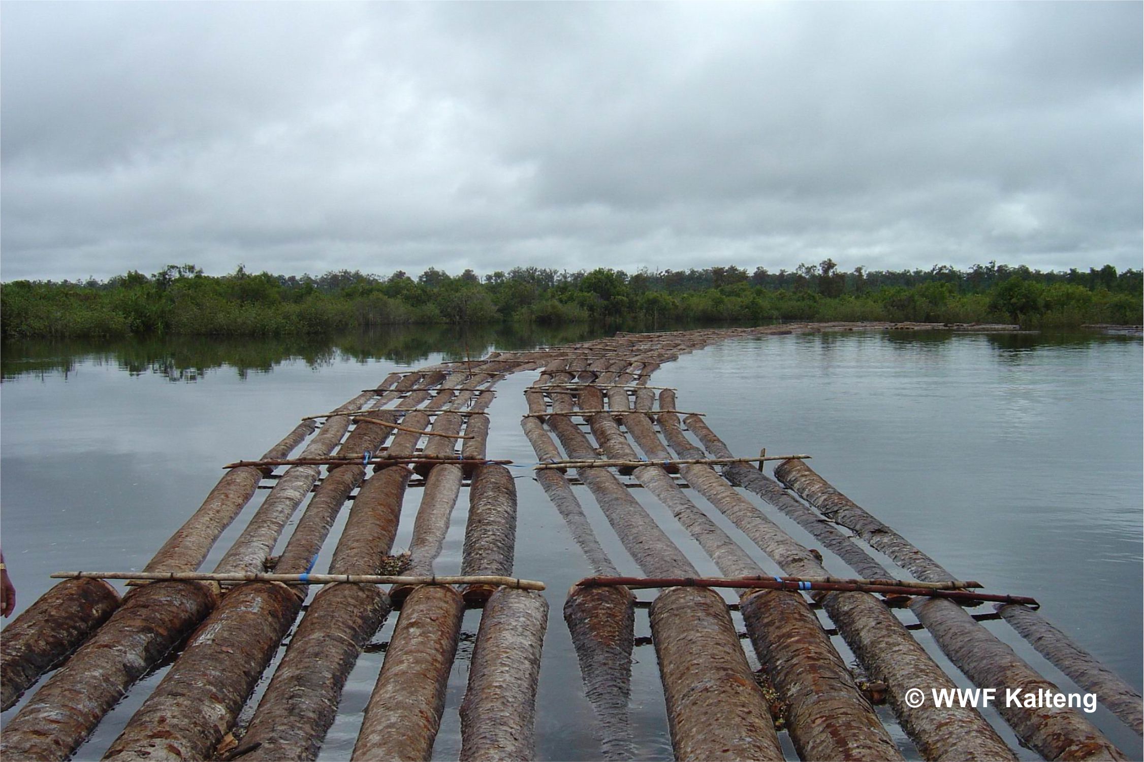 Photo 4. Illegal logging activities in the Sebangau watershed before 2004.
