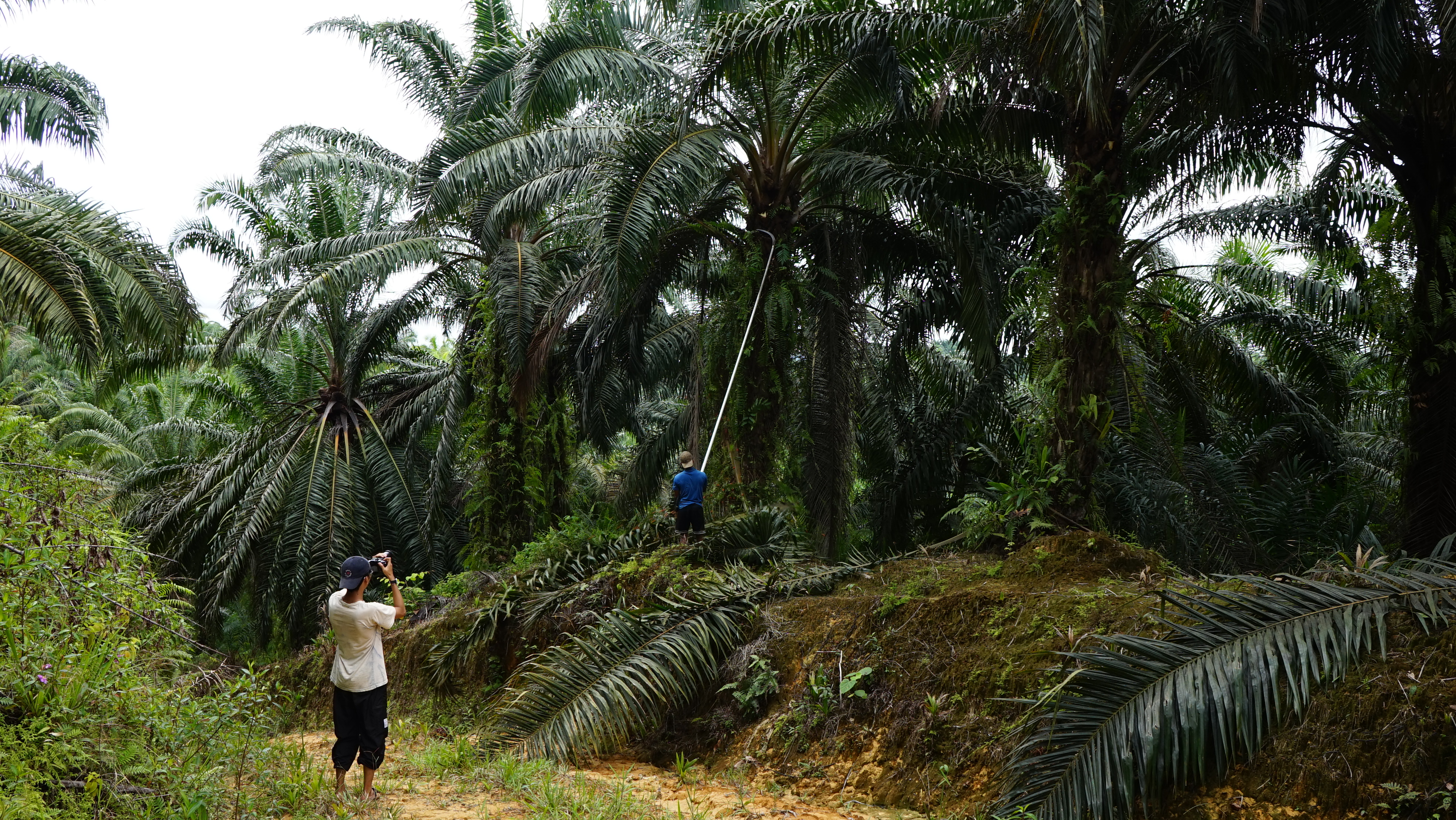 Sustainable Commodities