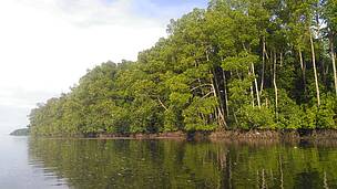 Hutan Mangrove Sorong Selatan