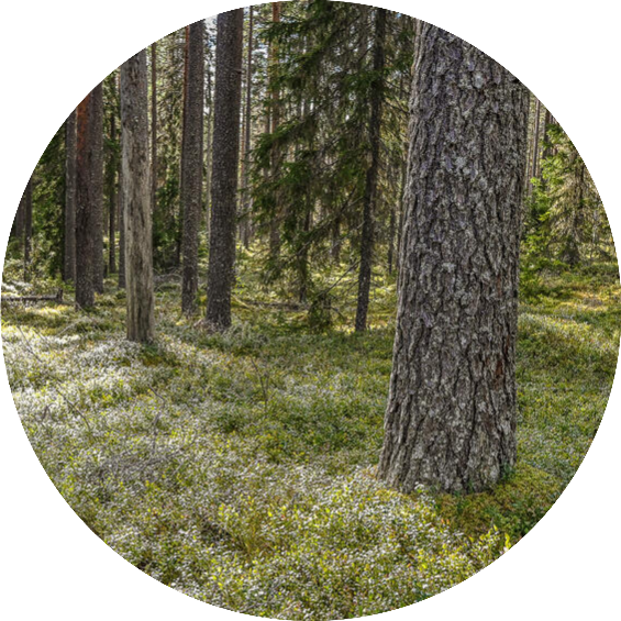 Pinus