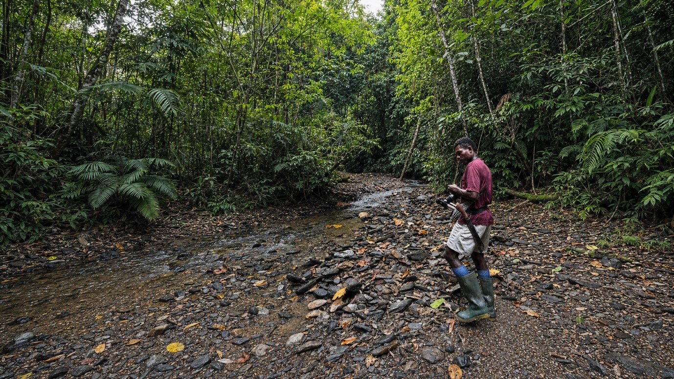 Titus Yekwam treks through the forest in Nanggouw Village, Sausapor District, Tambrauw Regency. The knowledge of reading the forest that he once used to hunt birds of paradise now serves as a tool to guide tourists while ensuring that Papua’s birds of paradise remain alive in their natural habitat.