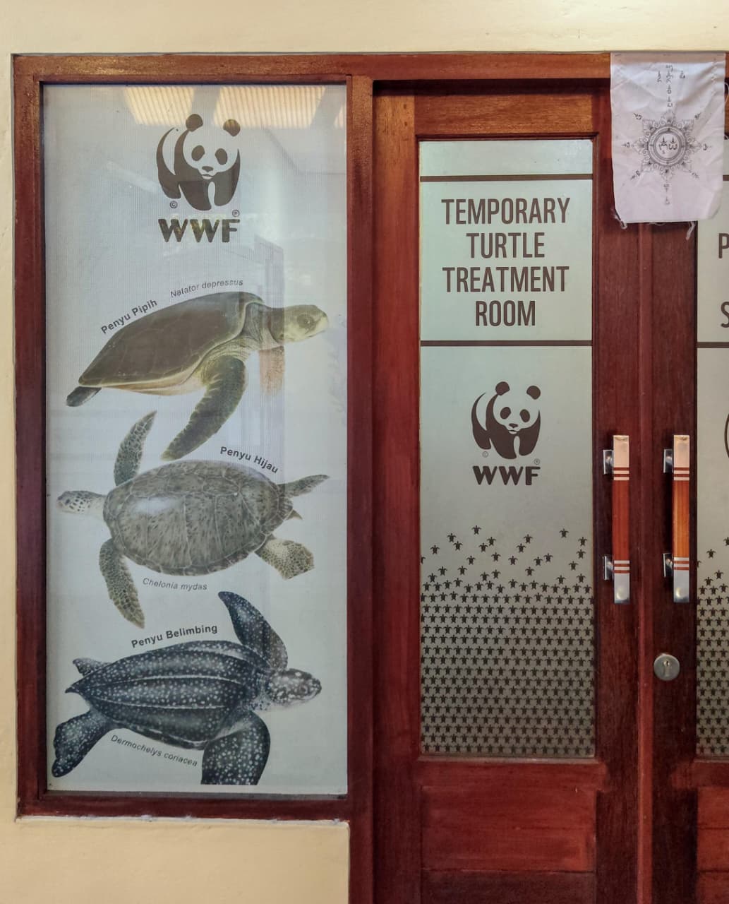 Temporary Sea Turtle Care Room at the Turtle Conservation and Education Center (TCEC) – Serangan, Bali, Indonesia ©Tuah Sanjaya Ketaren, WWF-Indonesia (2026)